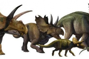 Ceratops - rogavi dinosauri Ceratops - rogavi dinosauri