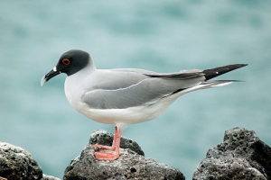 Galebovi - pogledi i opis Galebovi - pogledi i opis