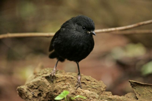 Chathamskaya petroika - najrjeđi životinja Chathamskaya petroika - najrjeđi životinja