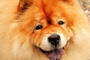 Chow chow: fluffy charm s poviješću od 2000 godina Chow chow: fluffy charm s poviješću od 2000 godina