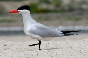 Cheglava - prachock u bračnoj haljini Cheglava - prachock u bračnoj haljini