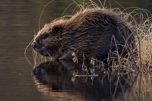 Chelyabinsk spasioca spašena dabra Chelyabinsk spasioca spašena dabra