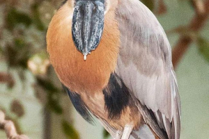 Chelovenuv - što još ptica? Chelovenuv - što još ptica?