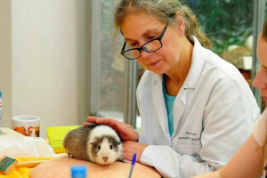 Kakve su zamorske svinje bolesne? Kakve su zamorske svinje bolesne?