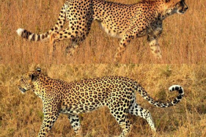 Koja je razlika između geparda iz leoparda? Koja je razlika između geparda iz leoparda?