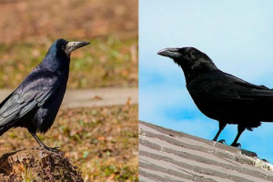 Koja je razlika između gavrana? Koja je razlika između gavrana?