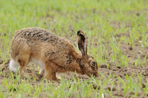 Što hrani zec Što hrani zec