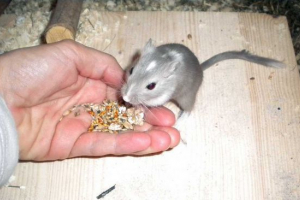 Što jedu domaće trijeme i kakvu hranu preferiraju u divljini? Što jedu domaće trijeme i kakvu hranu preferiraju u divljini?