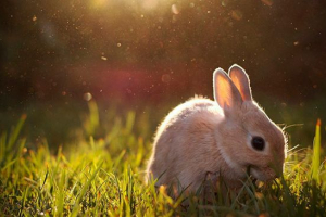 Što zečevi jedu? Što zečevi jedu?