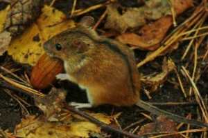 Što miševi jedu Što miševi jedu