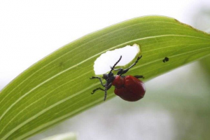 Što se hrane buba u prirodi i domu?