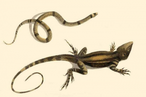 Nego zmije se razlikuju od guštera?