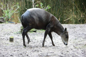 Saoper - malo poznata antilopa Saoper - malo poznata antilopa