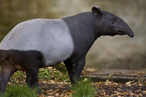 Chaperal tapir