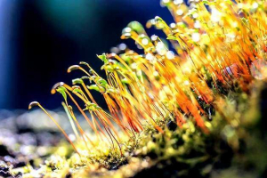 Alternativa generacija u biljkama: diploidi (sporophyte) i haploidne (gametofit) faze Alternativa generacija u biljkama: diploidi (sporophyte) i haploidne (gametofit) faze