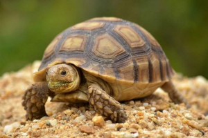 Kornjače: dugovječni gmazovi Kornjače: dugovječni gmazovi