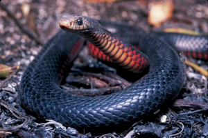 Black snake - endemska australija Black snake - endemska australija
