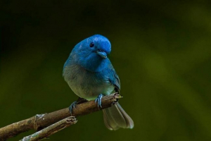 Chernogol monarch - prekrasan test leptira Chernogol monarch - prekrasan test leptira