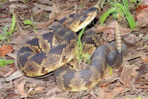 Cherkhestaya otvrdnjavanje zmija - protuotrov za čovjeka Cherkhestaya otvrdnjavanje zmija - protuotrov za čovjeka