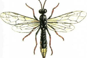 Crnonožni kopče - pravi insekt Crnonožni kopče - pravi insekt