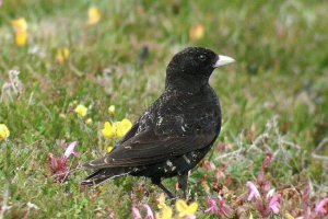 Crni likovi su nam poznati kao shpak