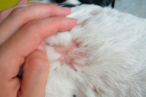 Šuga u pasa - odakle dolazi? Šuga u pasa - odakle dolazi?