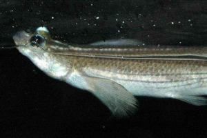 Četiri poglavlja - najneobičnija riba na planeti Četiri poglavlja - najneobičnija riba na planeti