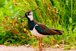 Lapwing Lapwing