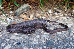 Što jedemo gmazove - krokodile, kornjače, zmije, guštere i gattia