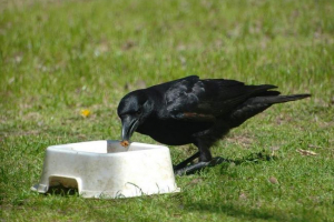 Što i kako ukrasti vranu?