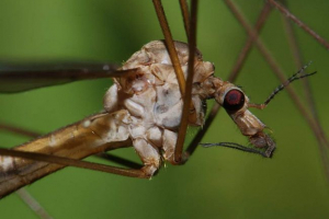 Što znamo o komarci? Činjenice o onima koje hranimo Što znamo o komarci? Činjenice o onima koje hranimo