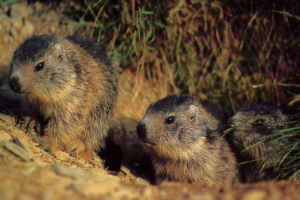 Što znamo o hibernacijskim životinjama zimi? Što znamo o hibernacijskim životinjama zimi?