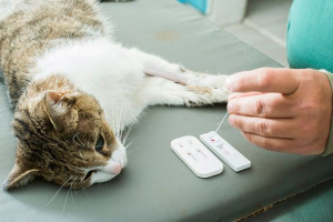 Što pokazuje ukupni test krvi u mačkama? Što pokazuje ukupni test krvi u mačkama?