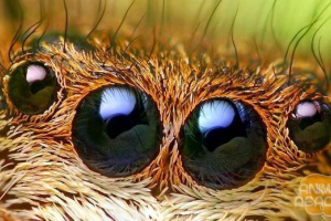 Što je arachnophilia? Što je arachnophilia?