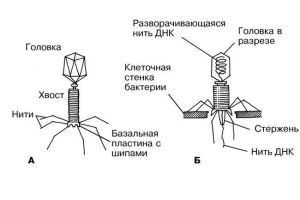 Što je bakteriofages? Što je bakteriofages?