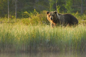 Što je biološki pokazatelji? Što je biološki pokazatelji?