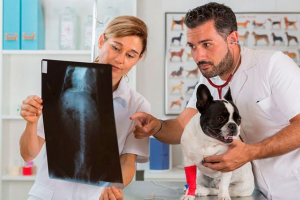 Što je discogracture u pasa? Što je discogracture u pasa?