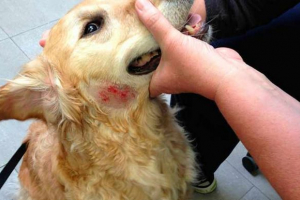 Što je ekcem u pasa? Što je ekcem u pasa?