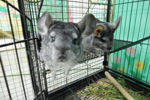 Što je zoološki vrt?