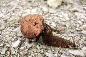 Što je koprophagija? Primjeri koprofaginskih organizama