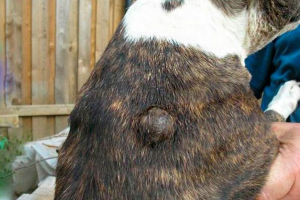 Što je lipoma u pasa? Što je lipoma u pasa?