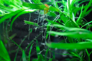 Što je hidra vrsta? Što je hidra vrsta?