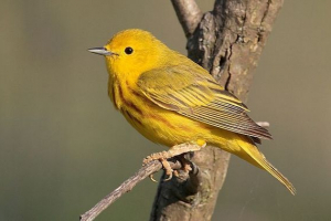 Što je vrsta speklytel?