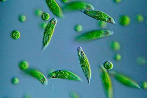 Što je zeleno embolen? Što je zeleno embolen?