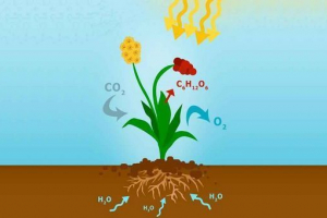 Da se u biologiji zove autotrofe? Što se živi organizmi odnose na njih? Da se u biologiji zove autotrofe? Što se živi organizmi odnose na njih?