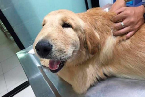 Što uzrokuje anafilaktički šok u psima? Što uzrokuje anafilaktički šok u psima?