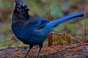 Chubat soyku. Opis coyki, fotografija