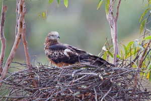 Chubat corshun Chubat corshun