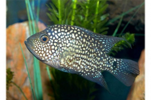 Dijamantski cichlasoma. Fotografija, sadržaj