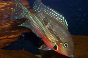 Meeka cikhlasima: fotografija, izgled, sadržaj Meeka cikhlasima: fotografija, izgled, sadržaj